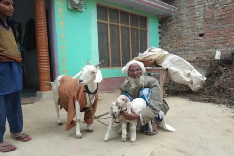 Seven States To Start Artificial Insemination For Goats