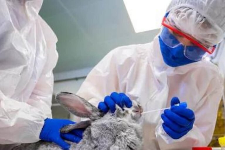 Covid-19: What Happens if a Far More Lethal Coronavirus Emerges in Pets?