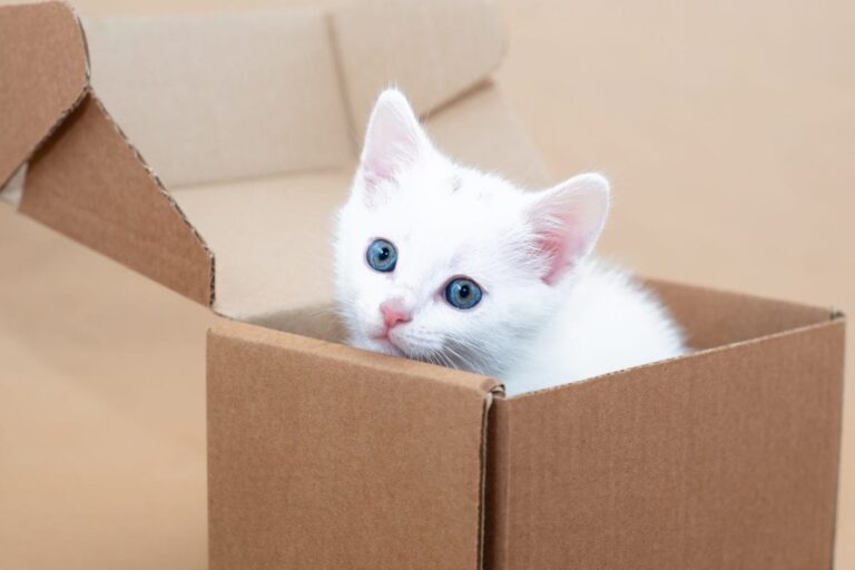 International Cat Day 2021: 5 Stereotypes about Cat Lovers that are True