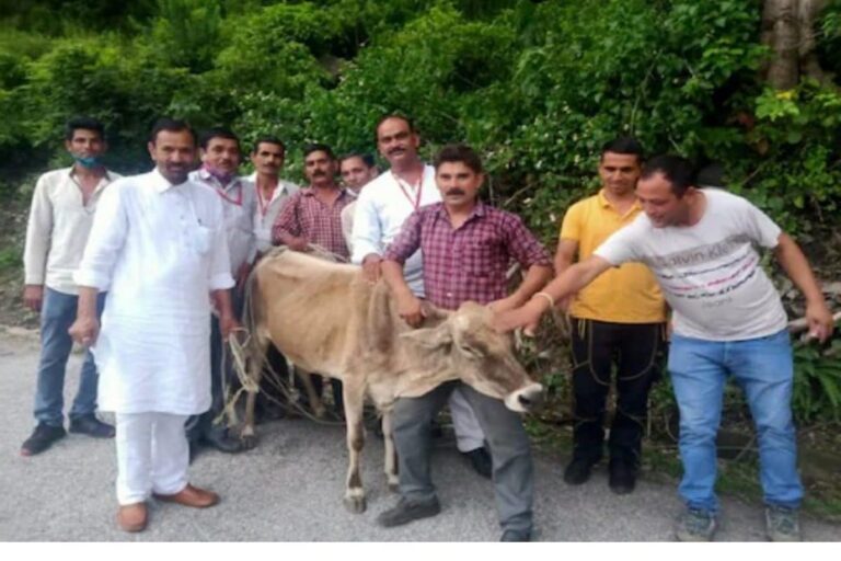 Himachal MLA Helps Rescue Cow Stuck in Pit Dug By PWD