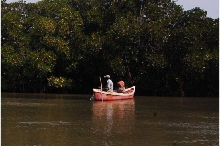A Win-win: Irula Community Prospers with the Mangrove Forests of Pichavaram