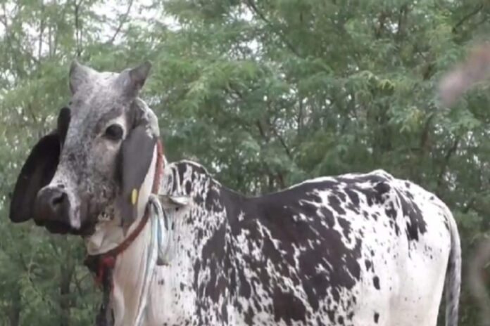 Meet Kabar, The 9-Month-Old, Milk-giving Calf From Bhuj Who Is Leaving Vets Flummoxed