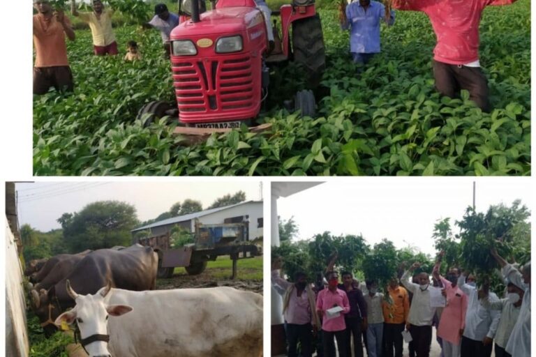 Heavy Rains, No Crop Compensation: Hundreds of MP Farmers Destroy Soybean Crops