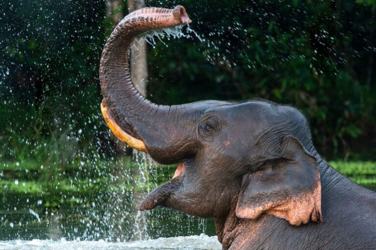 Chhattisgarh: Elephant Found Dead in Raigarh, Electrocution Suspected