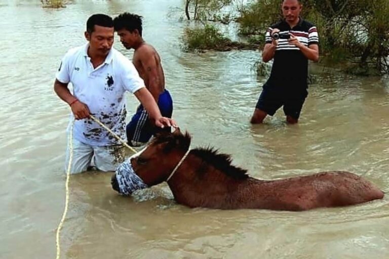 Assam’s Adversity: Kaziranga Floods Killing Animals, Leaving Them Vulnerable to Poachers