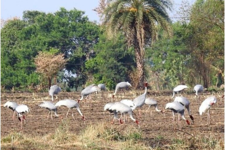 Sarus Crane Population in Bhoj on the Rise Due to Community Effort
