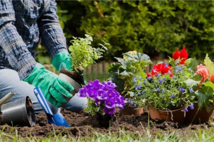 7-km-long Green Belt in Greater Noida West to Have Amaltas and Gulmohar