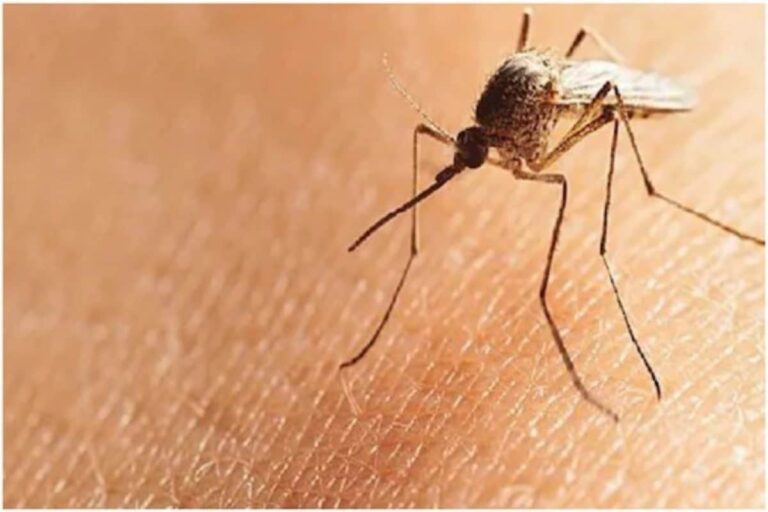 In Chhattisgarh’s Capital Raipur, A Dengue Outbreak Creates Panic