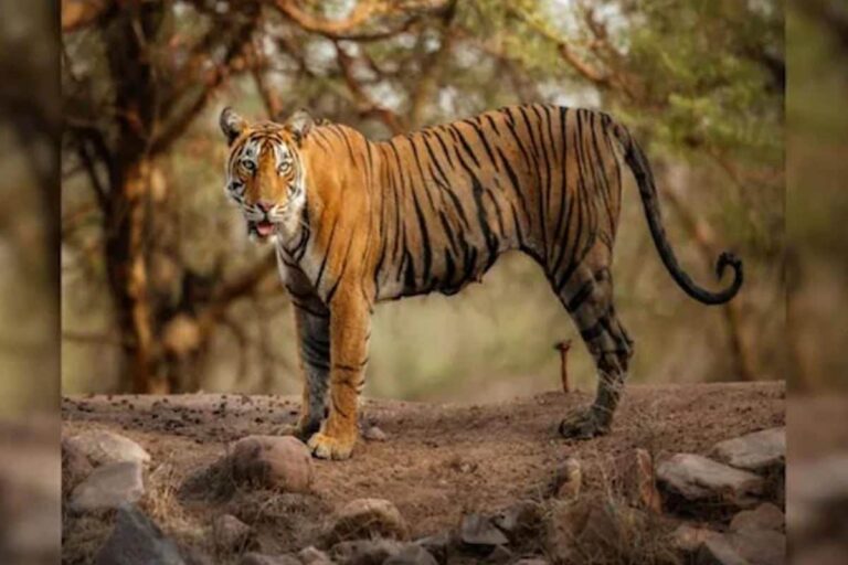 Bengal Forest Department to Celebrate 25th Birthday of Raja, the Royal Bengal Tiger
