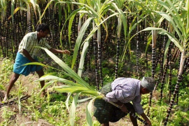 Record Increase in UP’s Sugarcane Yield, Farmers’ Income After Area of Cultivation Widens in Last 4 Years