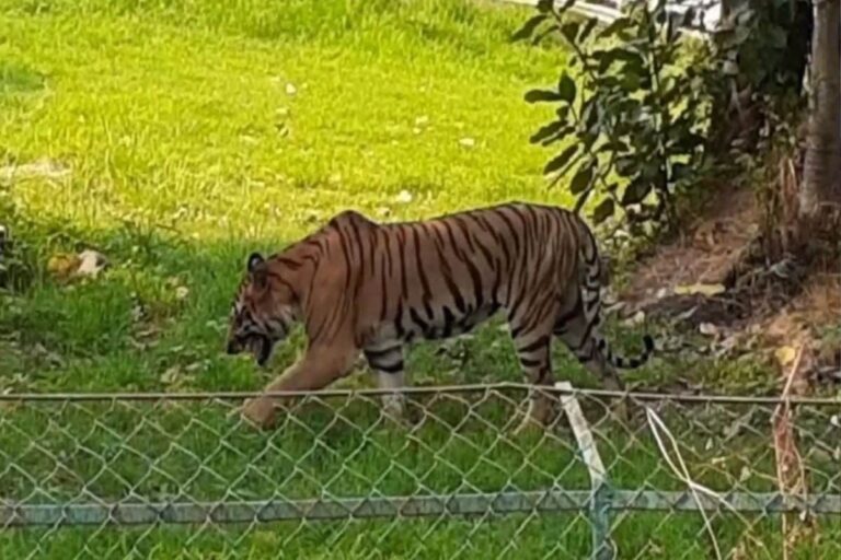 Kolkata’s Alipore Zoo to Get a Facelift, to be Revamped on Prague Zoo Model