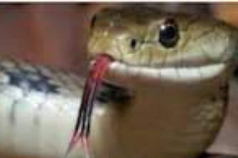 Live Snake Bites Woman’s Dummy: Kerala Cops Reconstruct Murder Scene, Videos Go Viral