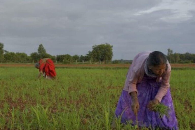 In Govt’s Latest Digital Push, Farmers to be Provided With 12-Digit Unique IDs for Better Access to Schemes