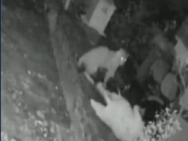 Watch: Woman in Mumbai bravely fights off leopard with a walking stick