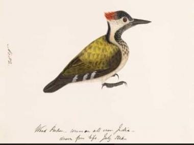 Kampani qalam: Why Company paintings are a treasure house of knowledge on Indian birds