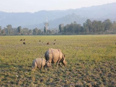 World Rhino Day 2021: History and significance of day to create awareness about animal