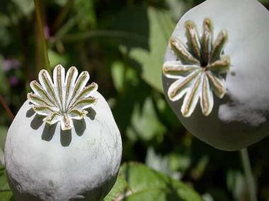 To the west of India, a great empire of opium is rising. New Delhi needs to act, fast