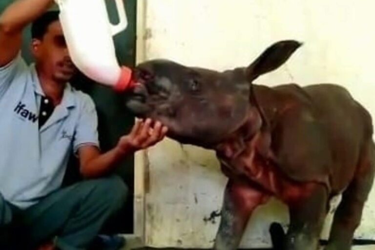 Milk of Human Kindness: Baby Rhino Rescued from Kaziranga Floods Now Being Bottle-fed