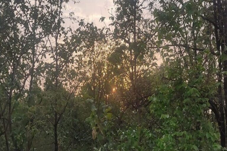 Pleas to Save MP’s Buxwaha Forest Reach UNESCO, IUCN; Activists Aim For International Attention