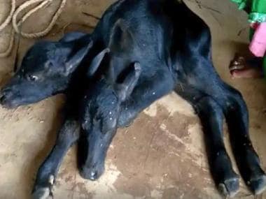 Two-headed calf born in Rajasthan’s Dhoplur, villagers flock to see rarity