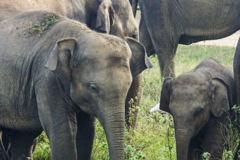 ‘Gaj Mahotsav’: Elephants in MP’s Bandhavgarh Reserve Get Week-long Vacation from Patrolling