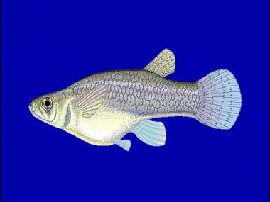 Dengue outbreak in Firozabad: How Gambusia fish is now Uttar Pradesh’s best bet to control vector-borne menace