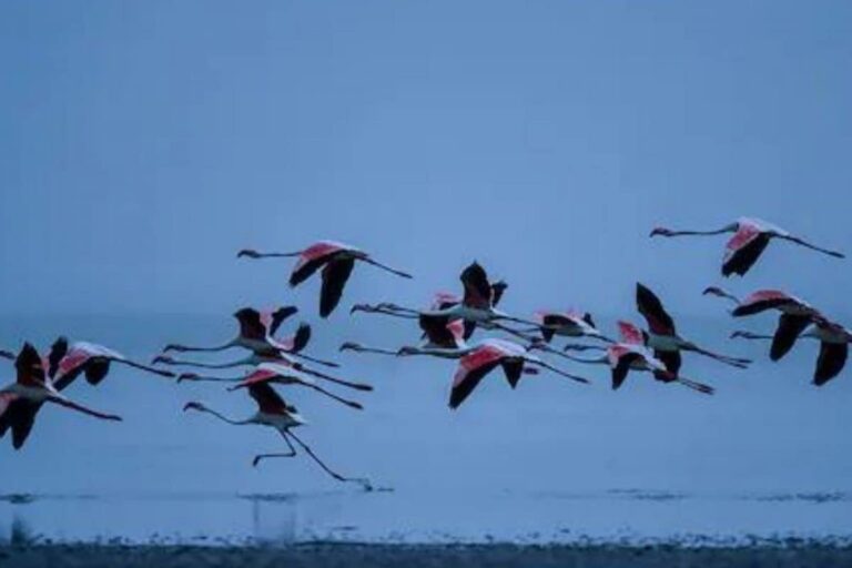 Odisha’s Bhitarkanika National Park Sees 11 Per Cent Rise in Monsoon Birds This Year
