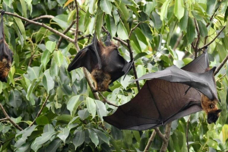Nipah Virus: 61 Test Negative So Far in Kerala, K’taka CM Says ‘Will Get Report on Impact, Take Action’