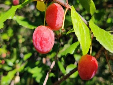 Mineral-rich plums can help you eat your way to good health; find all details here