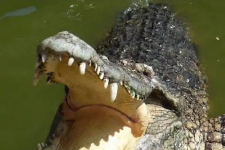 To Rescue Crocodile, Rajdhani Express Halts for 20 Minutes in Gujarat’s Kajran