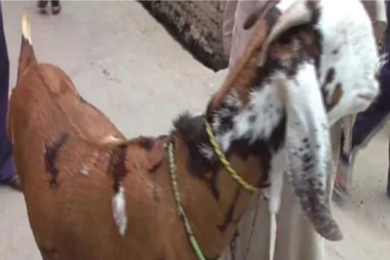In Viral Video, Bhopal Man Force-feeds Alcohol to Goat, Later Apologises
