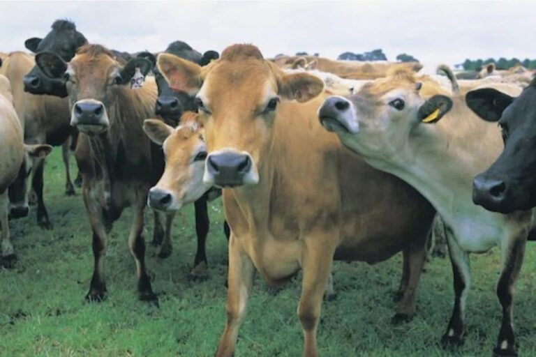 Cow Should Be Declared National Animal, Says Allahabad HC