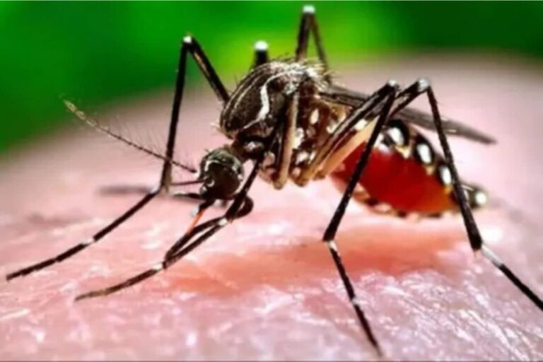 For the First Time Ever, Indian Scientists May Come up With a Dengue DNA Vaccine: Report