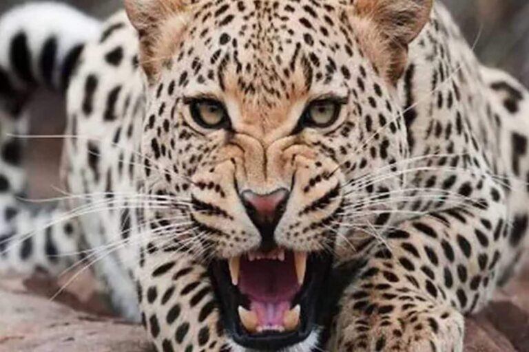 Leopard Scare: Indefinite Night Curfew Clamped in Uttarakhand’s Pithoragarh After 8-Year-Old’s Death