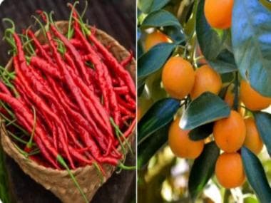Manipur’s unique Hathei chilli and Tamenglong oranges get GI tag