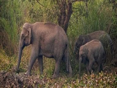 Watch: Netizens take a walk down memory lane with video of baby elephant refusing to sleep