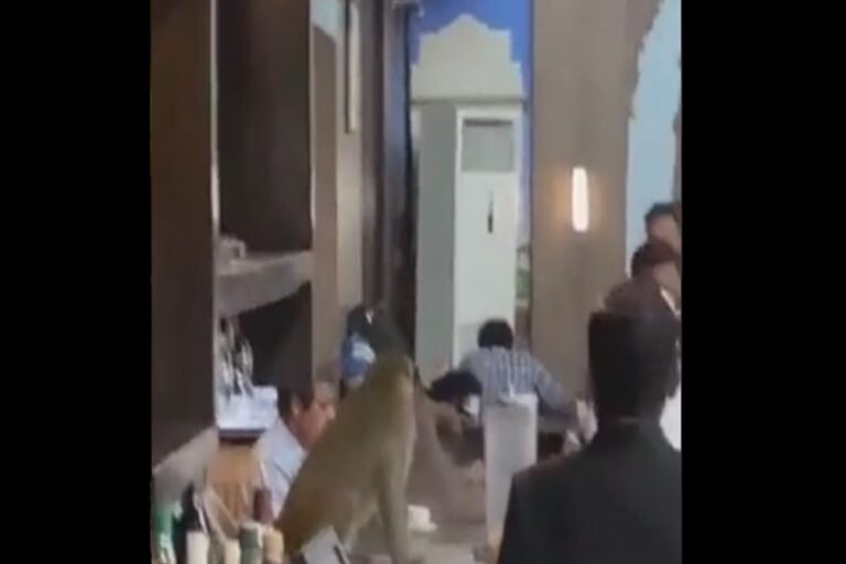 WATCH | After Flooded Runway, Monkey’s Breakfast Buffet at IGI Airport Surprise Travellers