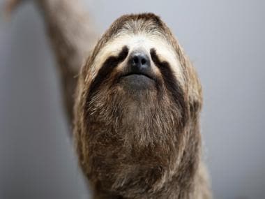 International Sloth Day 2021: Take a break and find out why this slow-moving mammal needs to be celebrated