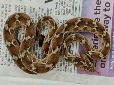 Venomous snake from India travels to England in a shipping container among rocks