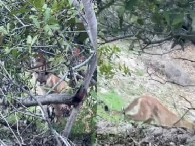 Watch: Chilling moment two California hikers came face to face with mountain lion