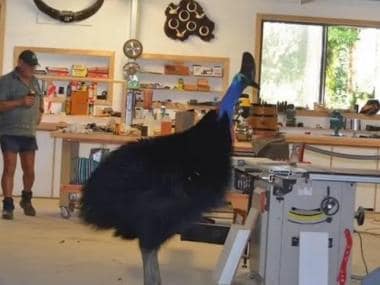 Australia: Carpenter gets visited by most dangerous bird in the world
