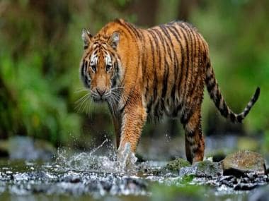 Tigress Sultana hunts dog at Ranthambore National Park; watch viral clip here