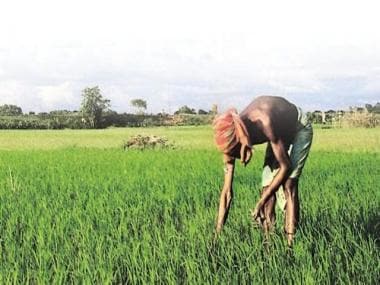 What is zero budget farming and why Prime Minister Narendra Modi is batting for it