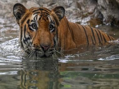 India sees record 126 tigers deaths in 2021: Why the big cat’s future in the country appears shaky
