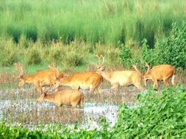 How the swamp deer managed to return from the brink of extinction