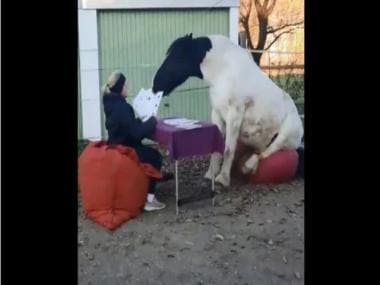 Watch| Horse sits on a bean bag and plays cards with woman; see wholesome clip here