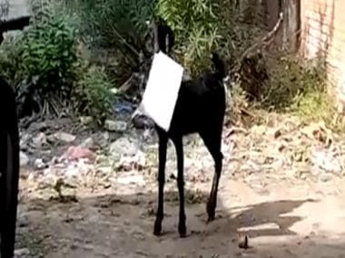 Watch: Goat runs away with files from block office in Kanpur, employee gives chase