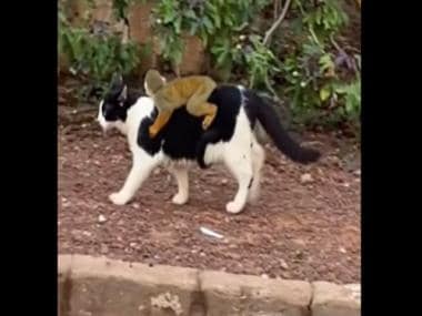 ‘CaTaxi!’ Video of cat carrying monkey on its back wins hearts; watch viral clip here