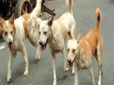 Gujarat: Vadodara sets up dog hostel facility to provide shelter to pets in case of emergencies