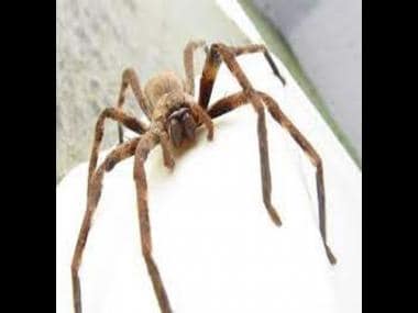 Australia: Family finds massive huntsman spider hiding inside shoe; watch video here